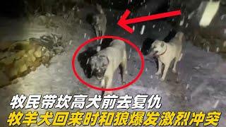 羊遭遇狼群袭击，牧民带坎高犬前去复仇，聪明的牧羊犬回来的时候和狼爆发冲突#狼群 #坎高犬 #牧羊犬 #狼