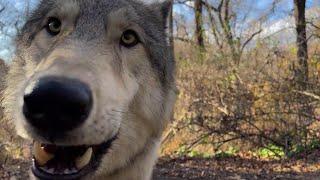 Crisp Wolf Howls on a Clear Autumn Day