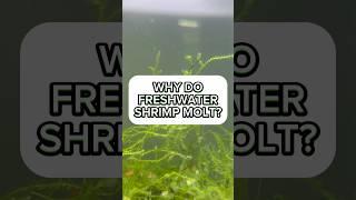 Why do freshwater molt? #fishtank #aquarium #shrimpkeeping #shrimpbreeding #shrimpkeeping