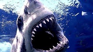 Amazing Life Shark Discovery channel Documentary HD 2015