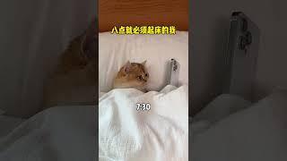 【牛奶是只猫】空调分猫咪一半