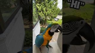 A macaw is better than mail ‍️ #talkingparrot #talkingbird #pet #parrot #macaw #fyp #reels