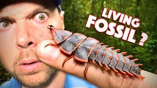 I Found a Living FOSSIL! (Trilobite Beetle)