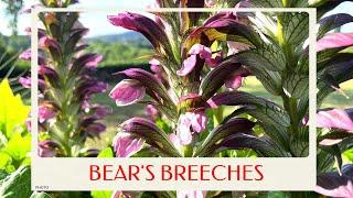 calm journey into the realm of  gorgeous bear's breeches, flower scenery, beautiful flowers