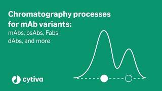 Chromatography processes for mAb variants: mAbs, bsAbs, Fabs, dAbs, and more