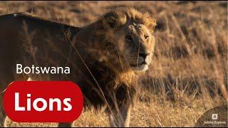 Lions of Botswana