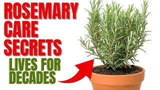 How To Grow A Rosemary Plant For Decades | 12 Secrets To Success