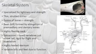 Bird Physiology