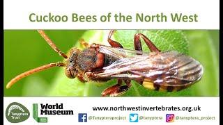 Cuckoo Bees of North West England