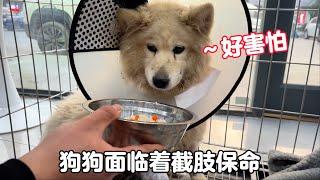 Samoyed suffered a car accident and had no choice but to amputate his leg to save his life