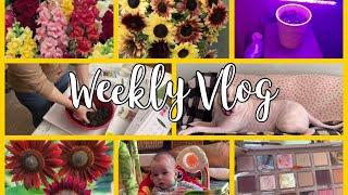 Weekly vlog a Lettuce disaster! #weeklyvlog, #growinglettucefromseed, #southernyankee,