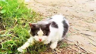 The mother cat stop a man and asking for help her babies