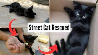 From Near to Death to Happily Playing Street Cat Rescue || Kitten Rescued #hashtagstreetcats