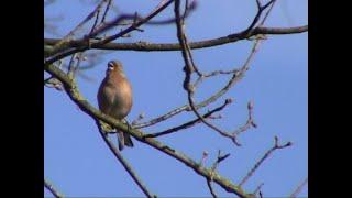 Finkenvögel in Niedersachsen. Finches. Ein Video von KLAUS TAUX