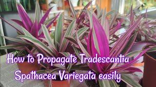 How to Propagate Tradescantia Spathacea Variegata easily