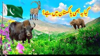 Most Beautiful Pakistan Village life Near Deosai National Park Skardu|Dapa Village