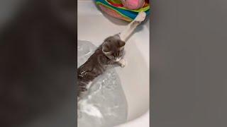 Cute Cat Falling Into Water - Funny Cat Videos 