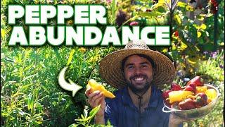 My Best Tips for ABUNDANT Pepper Harvests