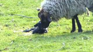 Shrubbs Hill Shetland Sheep - New Arrivals