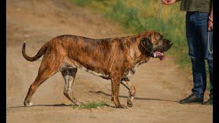 Fila Brasileiro - dog show. Slovenia