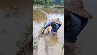 Fixing The Rice Fields Getting Ready For Planting #satisfying #shot