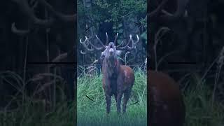 roe deer hunting  | caccia al capriolo | chasse au chevreuil