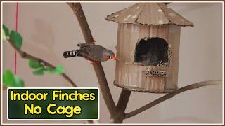 Pet zebra Finch Tamed to live in Home without Cage| Indoor Aviary Finch aviary. Zebra finch Breeding