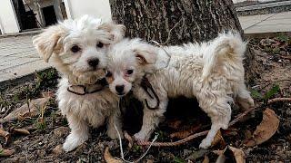 Little dog praying for help from a stranger to save his friend in urban area