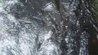 Nehalem River Coho swimming up fish ladder
