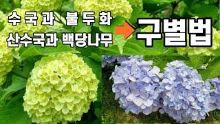 산수국과 백당나무를 구별할 줄 아시나요?