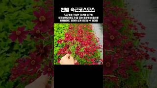 노지월동 가능한 숙근코스모스 썬빔 #야생화토리 #가을꽃 #노지월동 #정동원 #꽃물 #flowers #garden #gardening #shorts