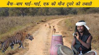 Kanha National Park: The Baiga Struggle for Survival | बैगा-बाघ भाई-भाई, एक की मौज दूसरे की तबाही