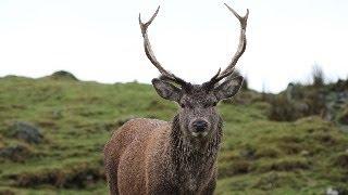 HIGHLAND WILDLIFE PARK