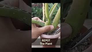 Aloe Vera Plant Care - Revive A Dying Plant