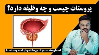 پروستات چیست و در بدن چه وظیفه دارد؟| داکتر قیس نیکزاد