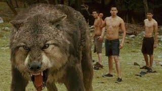 Ya lili __ Twilight saga _ Wolf fight scene