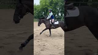 Velvet the Mustang really is figuring out this pony hunter thing . ️️️#horse #equestrian #mustang