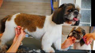 Full Grooming Shih Tzu - PetGroooming