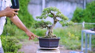 Thọ Bonsai - Cây 72 đã bán - Linh Sam Sông Hinh lá trung trực lắc chuẩn dáng