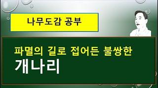 개나리 : 번식 능력을 상실한 불쌍한 나무.