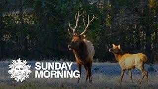 Nature: Elk in the Ozarks