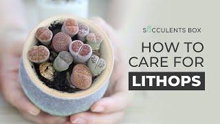 BEST TIPS: HOW TO CARE FOR LITHOPS | LIVING STONES