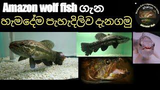 Wolf fish care in sinhala