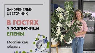 В гостях у прекрасной Елены в МО. Монстеры, еще монстеры и еще монстеры, и немного других растений.