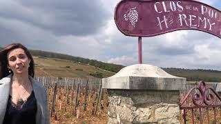 Grand Crus of Morey-Saint-Denis - Napa Valley Wine Academy