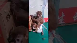 Cute baby monkey , funny monkey, Chinese monkey  SYV01