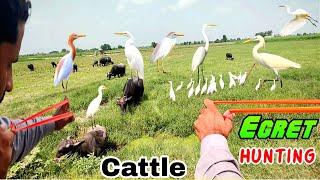 Cattle Egret Hunting With Handmade Slingshot!