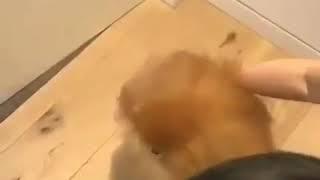 bardağın şeklini alan köpek