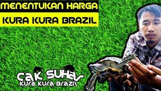 HARGA KURA KURA BRAZIL DEWASA DAN PLUS MINUSNYA