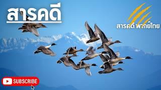 สารคดีสัตว์โลก ตามติดชีวิตนกอพยพ สารคดีนก ที่อพยพในแต่ละปีเพื่อหนีหนาวแหล่งอาหารและสถานที่ผสมพันธุ์